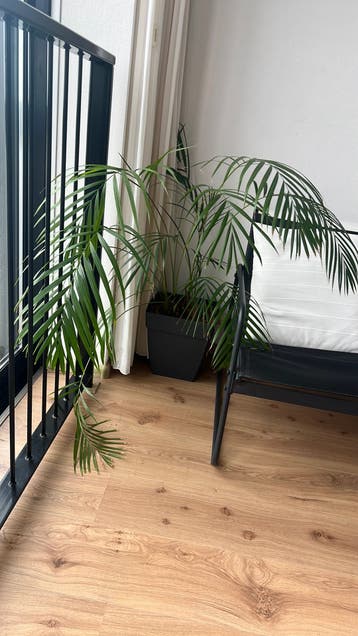 Binnenpalm Plant
