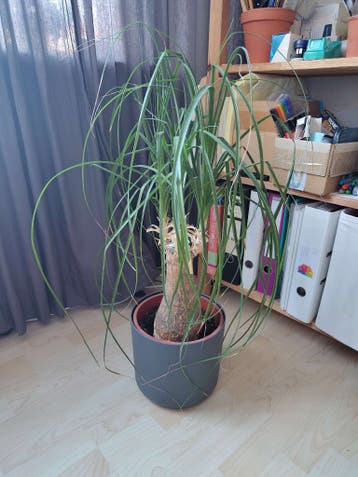 Olifantenpoot plant (zonder buitenpot)