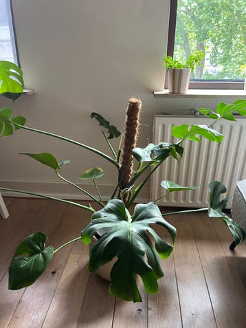 Grote Monstera Deliciosa met mosstok