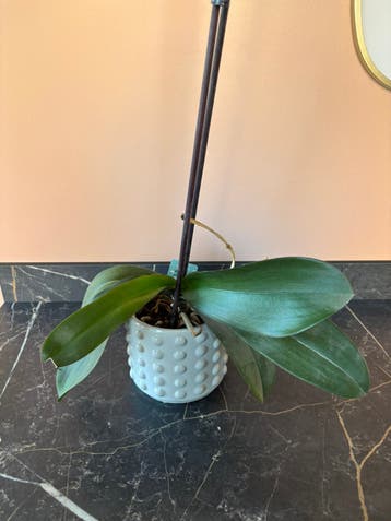 Gratis: Orchidee met pot