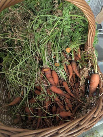 Wortels uit eigen moestuin