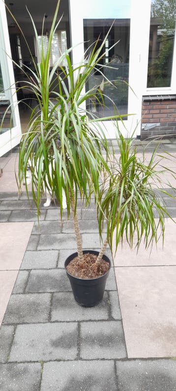 plant.