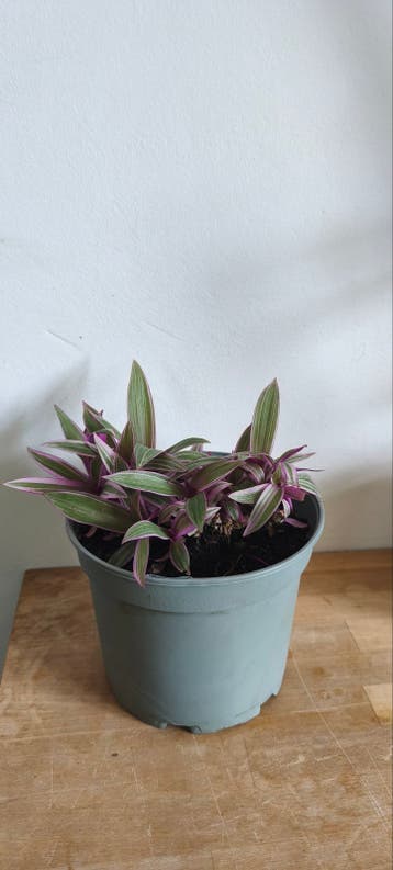 Planten