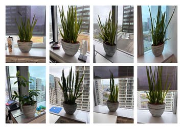 13 keer pot met plant