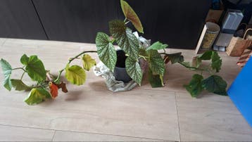 plant gratis