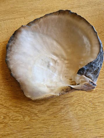 Oude asbak in schelp model