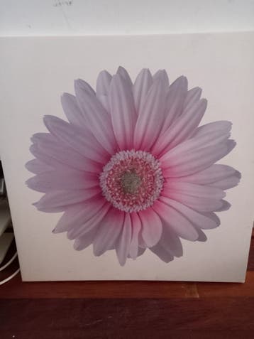 Canvas schilderij roze gerbera 50x50 cm