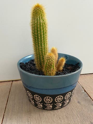 plant of kamerplant cactus inclusief sierpot