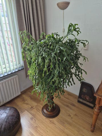 Lidcactus 100+ jaar oud