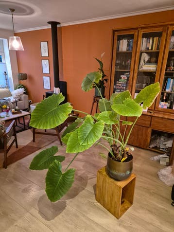 Alocasia (Olifantsoor) - 120cm hoog