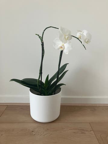 Gratis: orchidee (zonder pot)