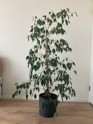 Gratis: ficus