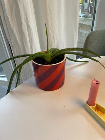 Aloe vera plant gratis,  zonder pot