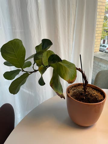 Gratis plant excl pot