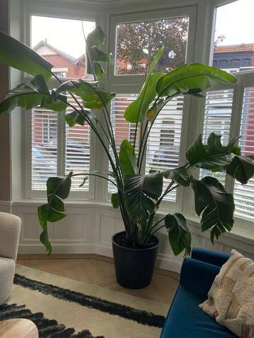 Grote Strelitzia - Bijna 3 meter hoog