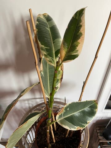 Gratis Ficus