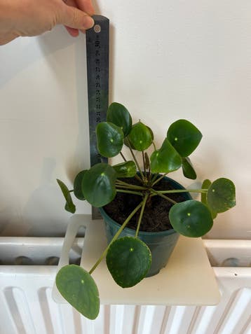 Pannenkoekenplant
