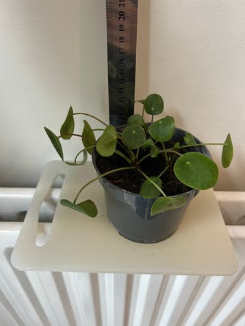 Pannenkoekenplant