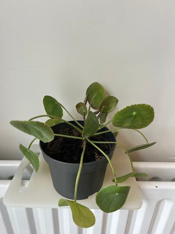 Pannenkoekplant