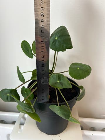 Pannenkoekenplant