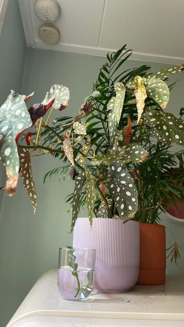 Stippen begonia gratis - met pot is hij 6€