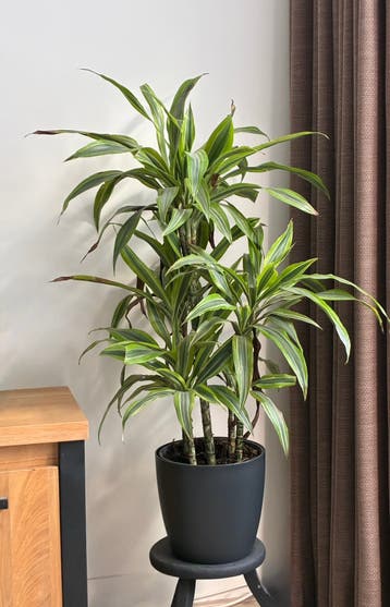 Plant gratis. Zonder pot.