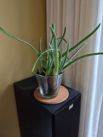 Aloë Vera plant in glazen pot