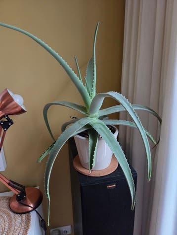 Aloë Vera plant inclusief pot
