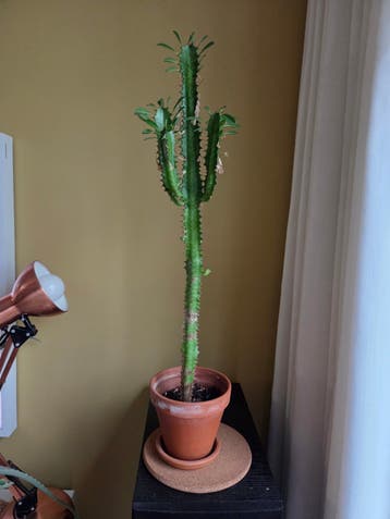Euphorbia plant zoekt liefde en een nieuwe pot