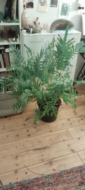 kamerplant
