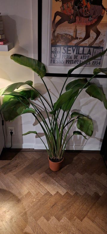Gratis af te halen - Strelitzia Nicolai - Paradijsvogelplant