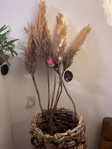 Pampasgras decoratie takken met licht. 6 stuks