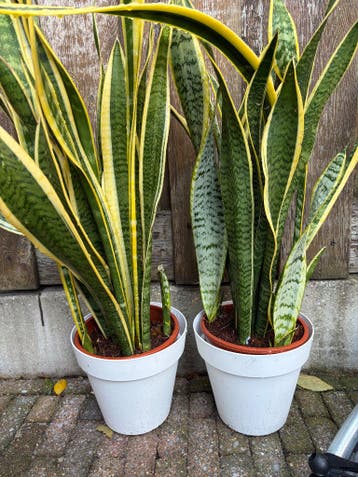 Gratis af te halen 2 grote Sansevieria’s