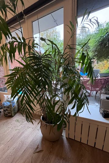 Grote Chamaedorea Elegans - Mexicaanse Dwergpalm
