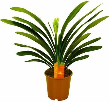 Clivia stekken op te halen