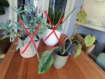 Gratis planten Philodendron, , Monstera