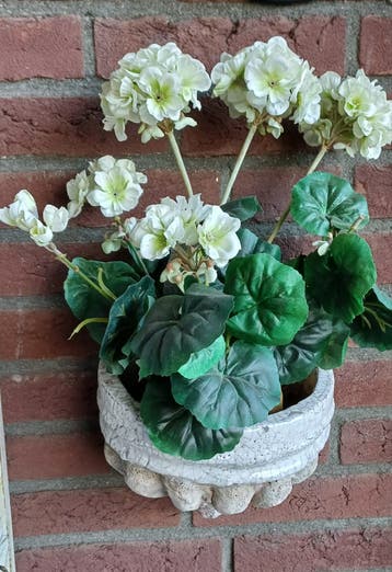 GRATIS af te halen, zijde plant, 2 stuks.witte geraniums