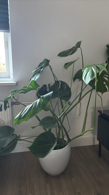 Monstera deliciosa kamerplant