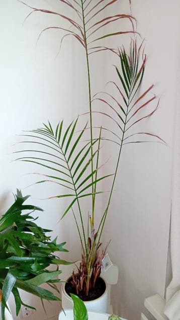 Grote Areca goudpalm in pot - Kamerplant